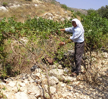 Abu Jaber Sleibi shows his vines